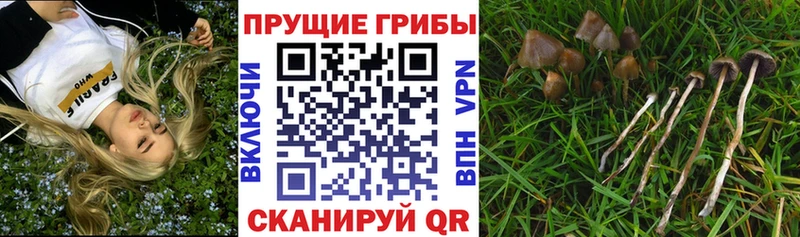 Купить где  Кукмор  Галлюциногенные грибы Magic Shrooms 